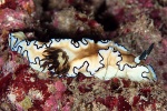 20111219_Padangbai_BlueLagoon_0046.jpg
