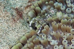 20111219_Padangbai_BlueLagoon_0049.jpg