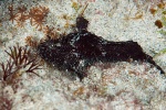 20111219_Padangbai_BlueLagoon_0052.jpg