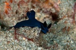 20111219_Padangbai_Turtleneck_0021.jpg