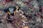 20111219_Padangbai_Turtleneck_0023.jpg