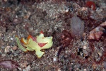 20111219_Padangbai_Turtleneck_0028.jpg
