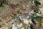 20111219_Padangbai_Turtleneck_0030.jpg