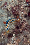 20111219_Padangbai_Turtleneck_0031.jpg
