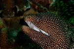 20111219_Padangbai_Turtleneck_0032.jpg