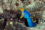 20111219_Padangbai_Turtleneck_0034.jpg