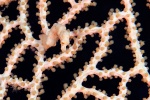 20111221_Tulamben_Alamanda_0089_1.jpg