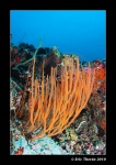 20101119_Aquarium20101119_0004.jpg