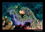 20101119_Aquarium20101119_0007.jpg