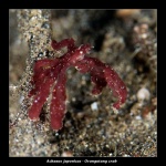 20100413_1_Tanjang Tebel0007.jpg